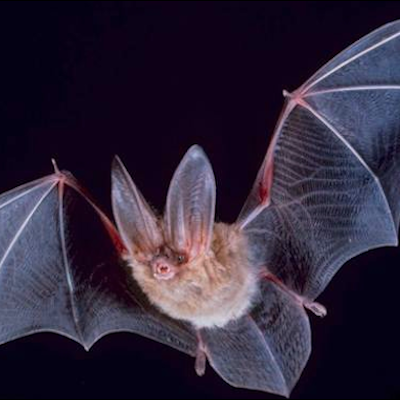Modelo matemático aponta morcegos como mais prováveis hospedeiros do SARS-CoV-2