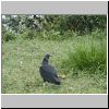 guar006.JPG