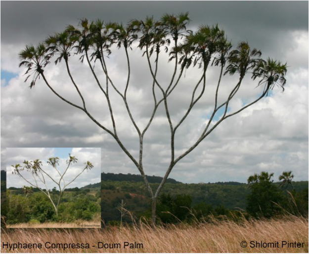 [complete-binary-tree-in-nature.png]